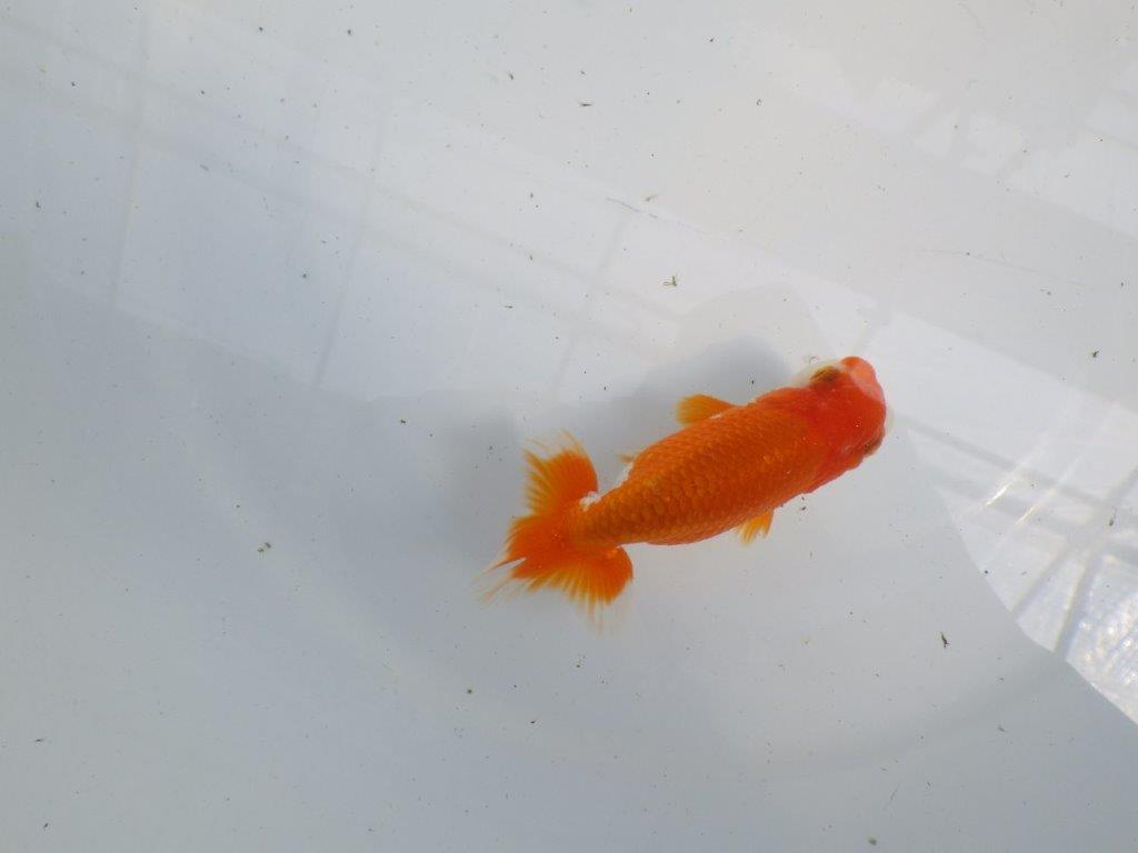 フンタンの発育が楽しみならんちゅう　明け二歳魚　 　約11ｃｍ　オス【管理魚】