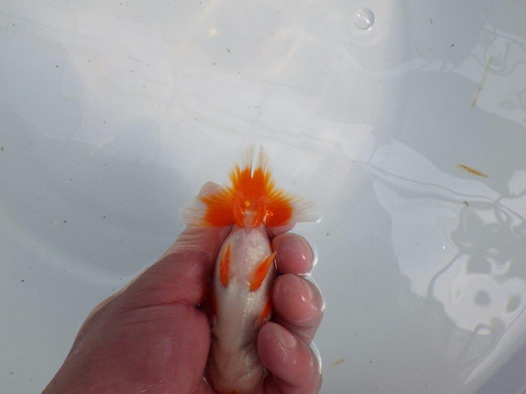 フンタンの発育が楽しみならんちゅう　明け二歳魚　 　約11ｃｍ　オス【管理魚】