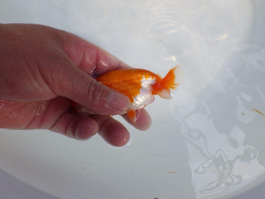 フンタンの発育が楽しみならんちゅう　明け二歳魚　 　約11ｃｍ　オス【管理魚】