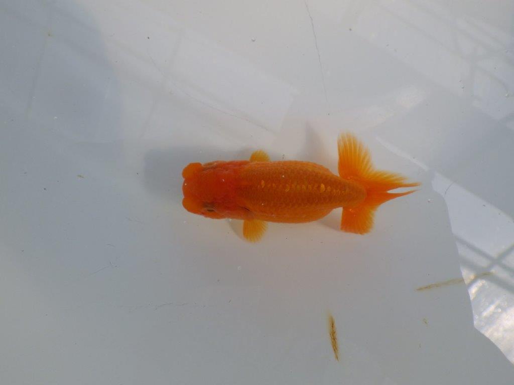 雰囲気が良い今後に期待のらんちゅう　明け二歳魚　 　約9,5ｃｍ　メス【管理魚】