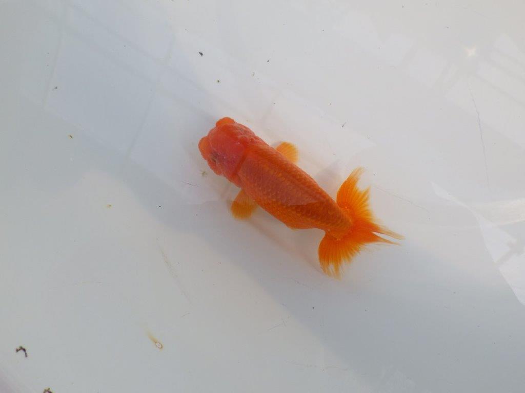 背のラインも綺麗ならんちゅう　明け二歳魚　 　約10,5ｃｍ　オス【管理魚】