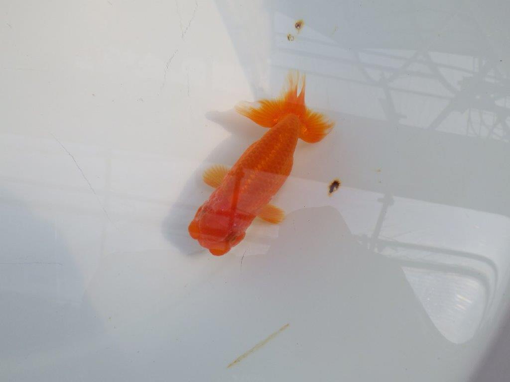 背のラインも綺麗ならんちゅう　明け二歳魚　 　約10,5ｃｍ　オス【管理魚】