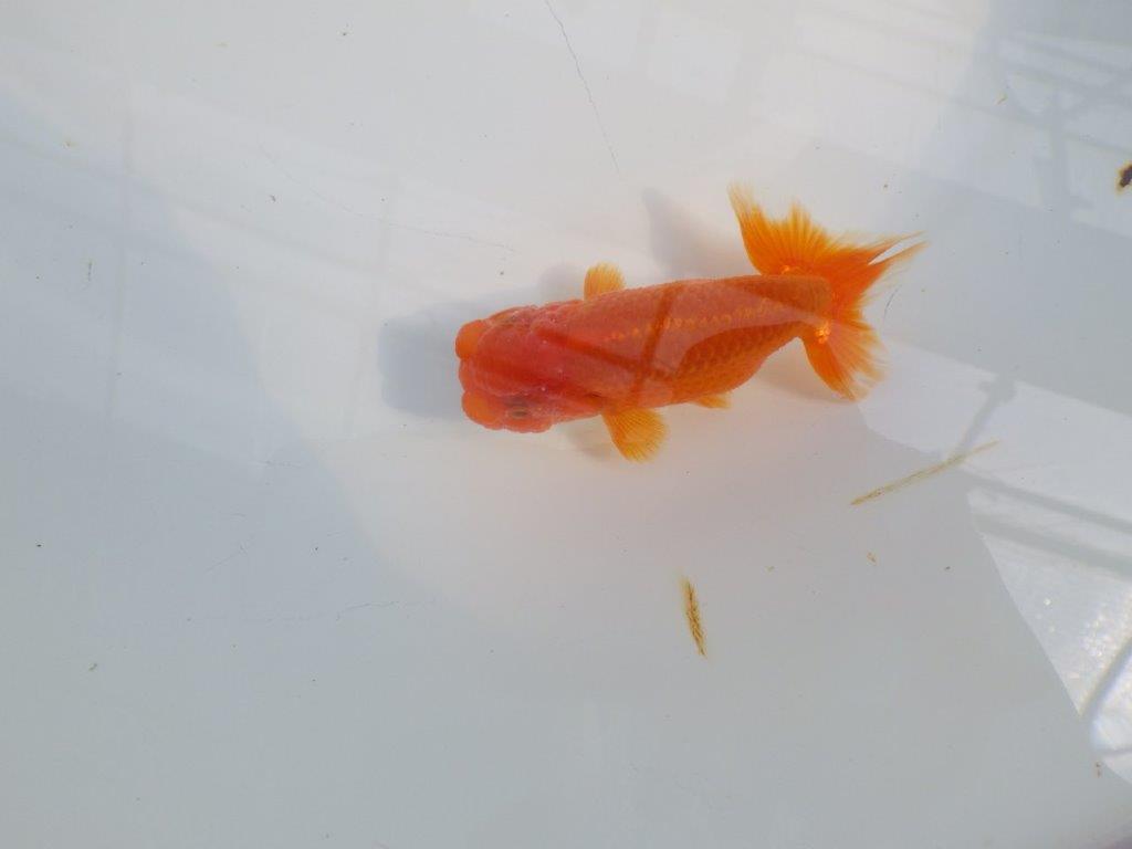 背のラインも綺麗ならんちゅう　明け二歳魚　 　約10,5ｃｍ　オス【管理魚】