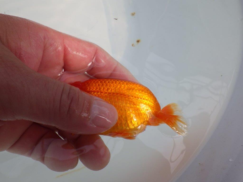 背のラインも綺麗ならんちゅう　明け二歳魚　 　約10,5ｃｍ　オス【管理魚】
