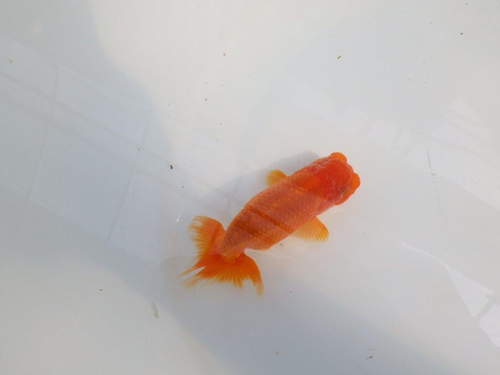 背のラインも綺麗ならんちゅう　明け二歳魚　 　約10,5ｃｍ　オス【管理魚】