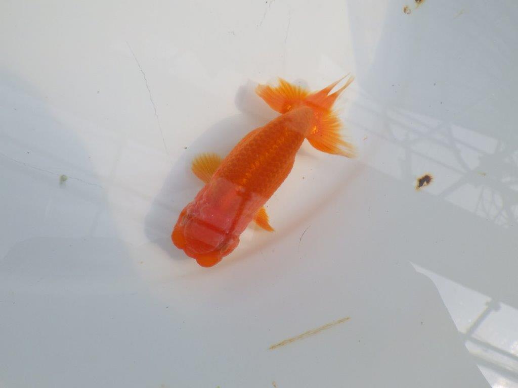 背のラインも綺麗ならんちゅう　明け二歳魚　 　約10,5ｃｍ　オス【管理魚】の上身