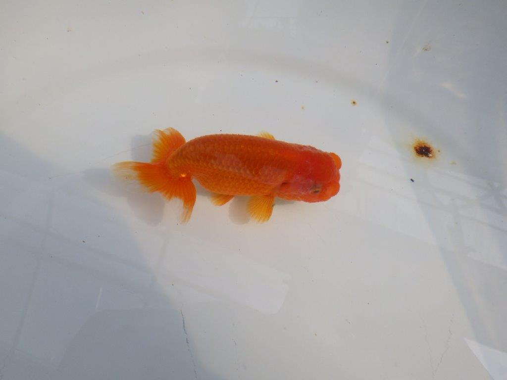 背のラインも綺麗ならんちゅう　明け二歳魚　 　約10,5ｃｍ　オス【管理魚】