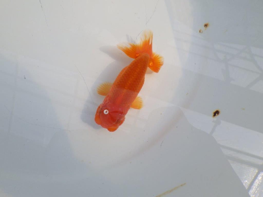 背のラインも綺麗ならんちゅう　明け二歳魚　 　約10,5ｃｍ　オス【管理魚】