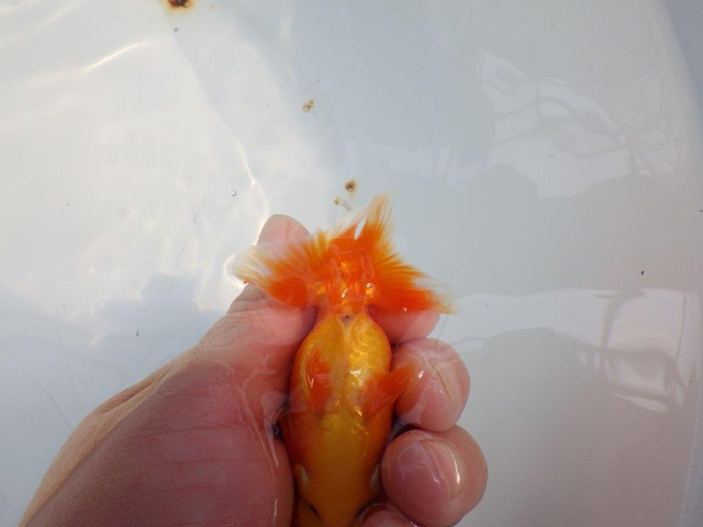 背のラインも綺麗ならんちゅう　明け二歳魚　 　約10,5ｃｍ　オス【管理魚】