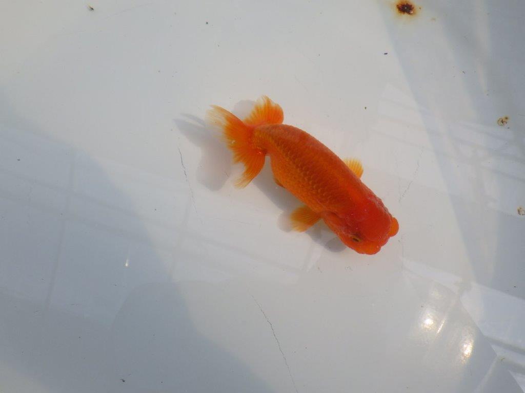 背のラインも綺麗ならんちゅう　明け二歳魚　 　約10,5ｃｍ　オス【管理魚】