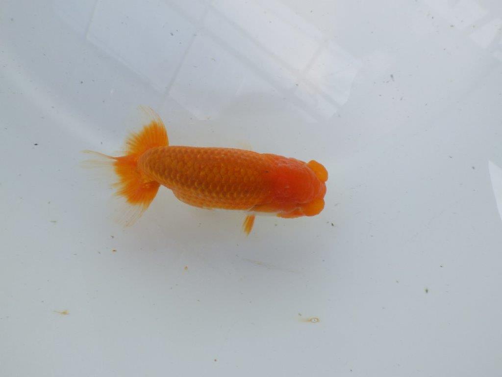 頭が良く背のラインも綺麗ならんちゅう　明け二歳魚　 　約11,5ｃｍ　オス【管理魚】