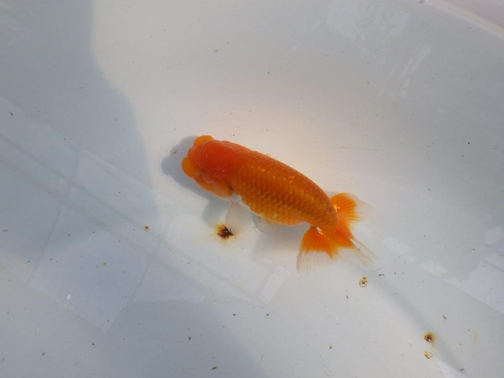 頭が良く背のラインも綺麗ならんちゅう　明け二歳魚　 　約11,5ｃｍ　オス【管理魚】