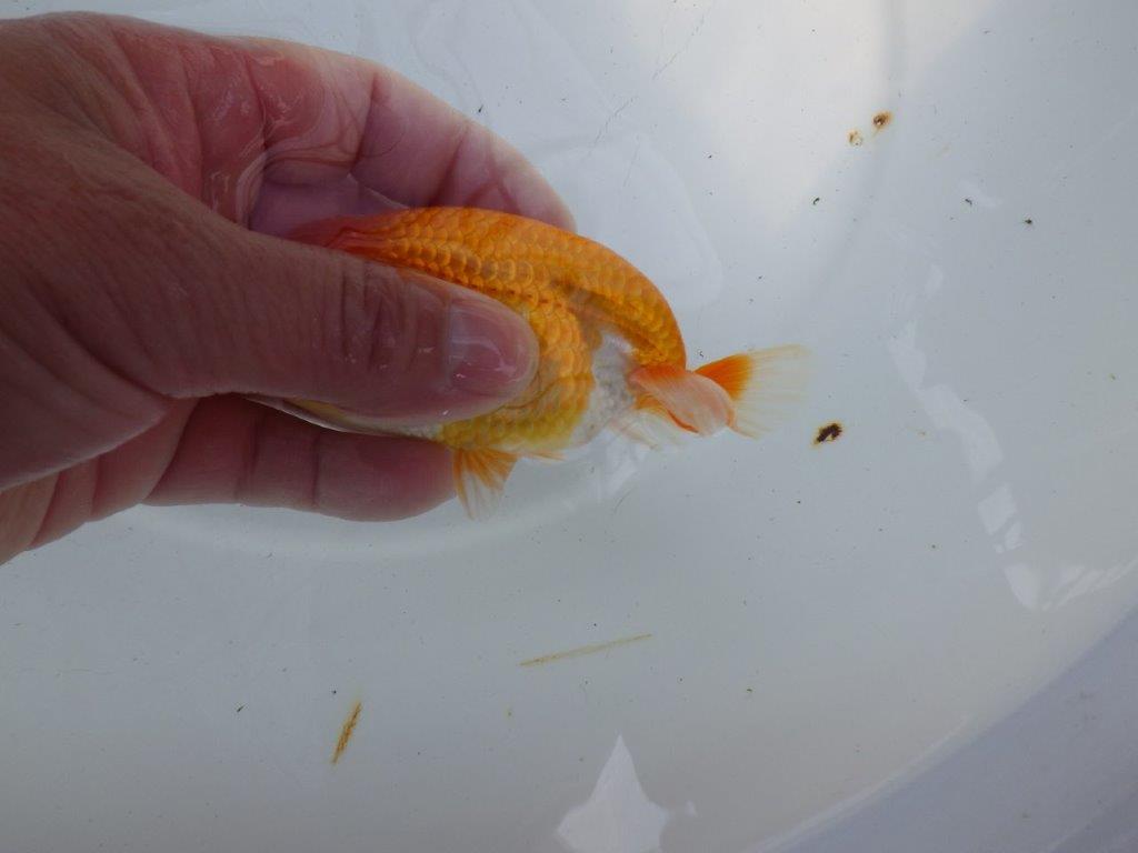 頭が良く背のラインも綺麗ならんちゅう　明け二歳魚　 　約11,5ｃｍ　オス【管理魚】