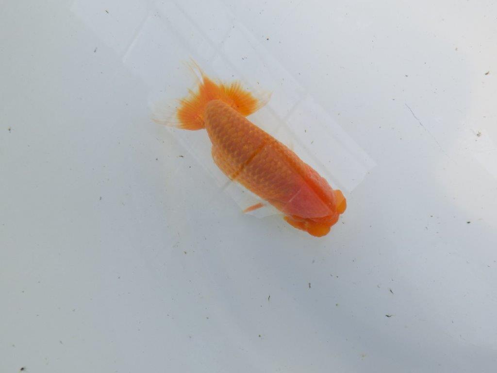 頭が良く背のラインも綺麗ならんちゅう　明け二歳魚　 　約11,5ｃｍ　オス【管理魚】