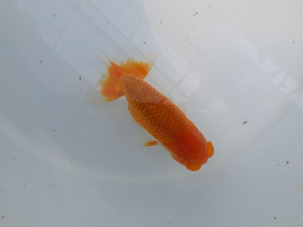 頭が良く背のラインも綺麗ならんちゅう　明け二歳魚　 　約11,5ｃｍ　オス【管理魚】の上身