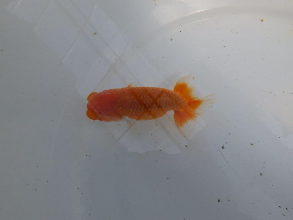 頭が良く背のラインも綺麗ならんちゅう　明け二歳魚　 　約11,5ｃｍ　オス【管理魚】