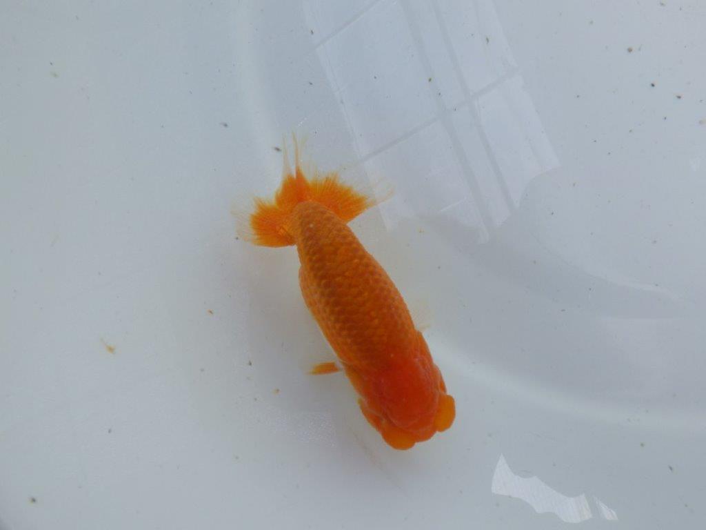 頭が良く背のラインも綺麗ならんちゅう　明け二歳魚　 　約11,5ｃｍ　オス【管理魚】
