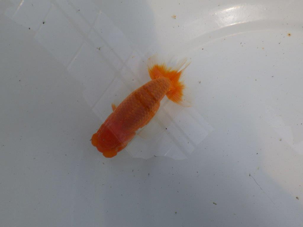 頭が良く背のラインも綺麗ならんちゅう　明け二歳魚　 　約11,5ｃｍ　オス【管理魚】