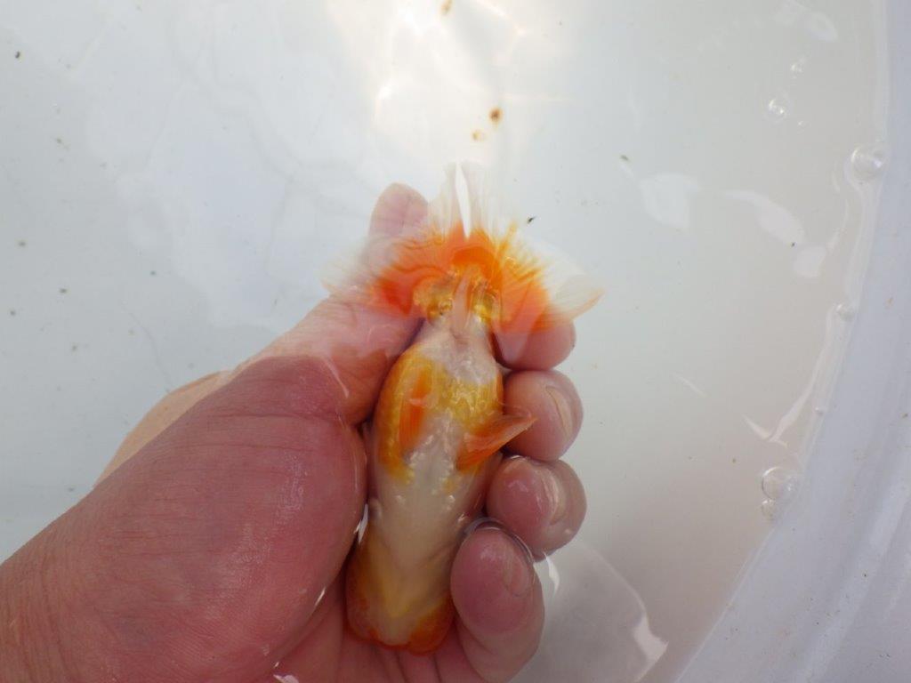 頭が良く背のラインも綺麗ならんちゅう　明け二歳魚　 　約11,5ｃｍ　オス【管理魚】