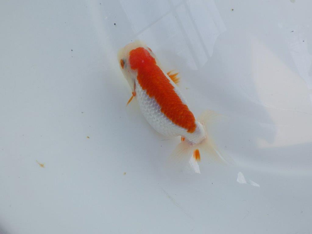 横見お勧め背のラインが綺麗ならんちゅう　明け二歳魚　 　約11ｃｍ　メス【管理魚】