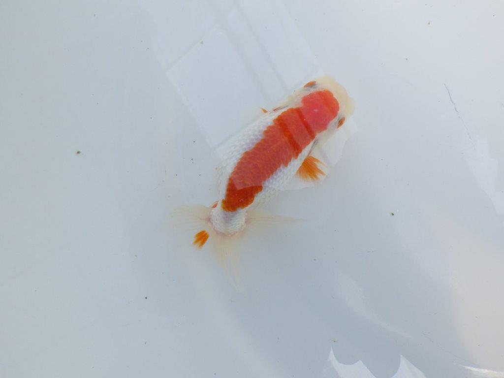 横見お勧め背のラインが綺麗ならんちゅう　明け二歳魚　 　約11ｃｍ　メス【管理魚】