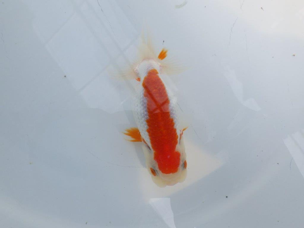 横見お勧め背のラインが綺麗ならんちゅう　明け二歳魚　 　約11ｃｍ　メス【管理魚】の上身