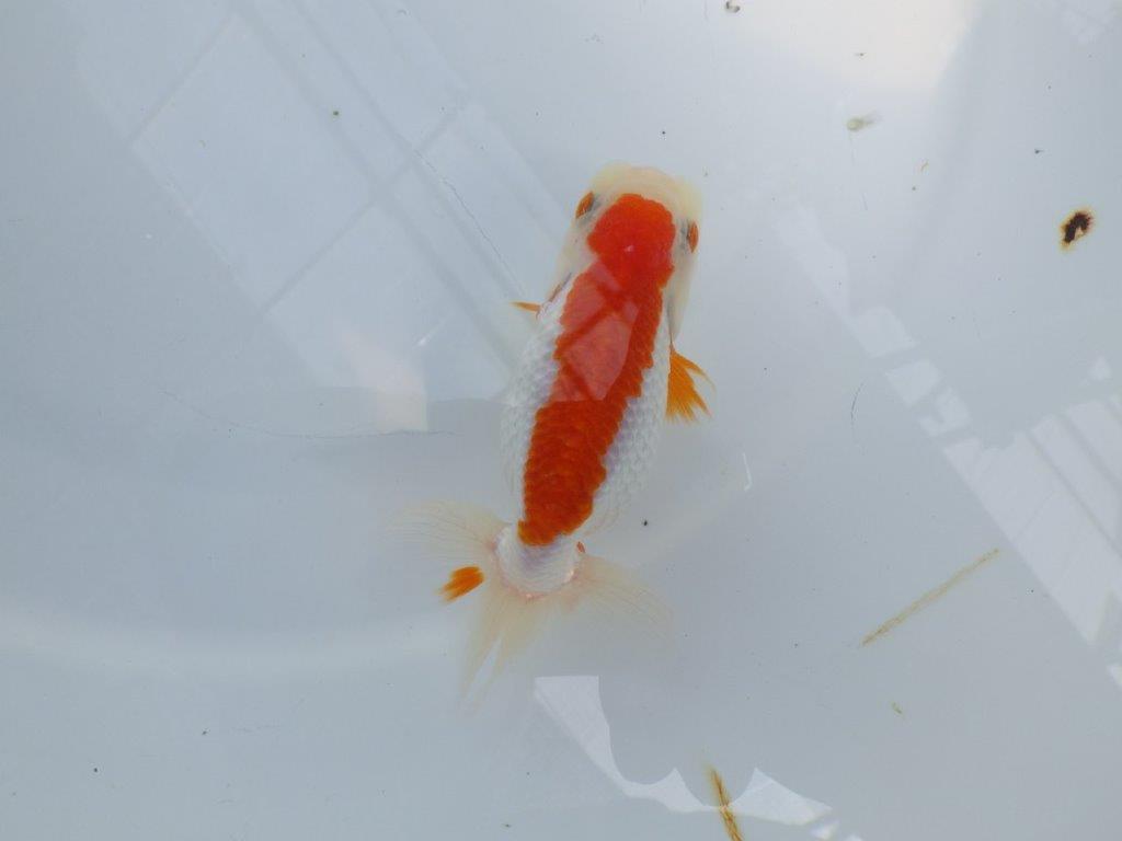 横見お勧め背のラインが綺麗ならんちゅう　明け二歳魚　 　約11ｃｍ　メス【管理魚】