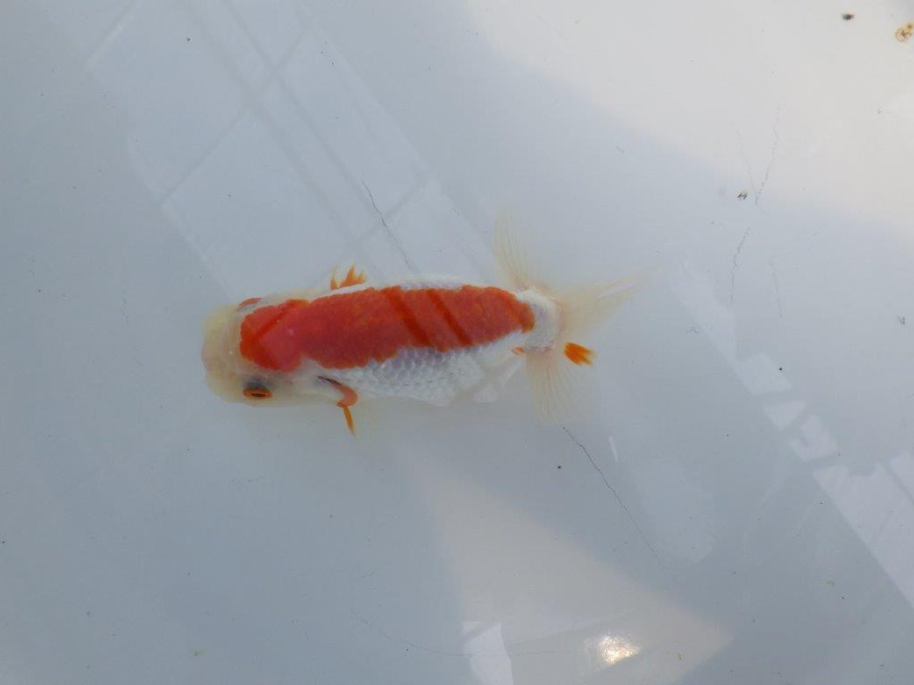 横見お勧め背のラインが綺麗ならんちゅう　明け二歳魚　 　約11ｃｍ　メス【管理魚】