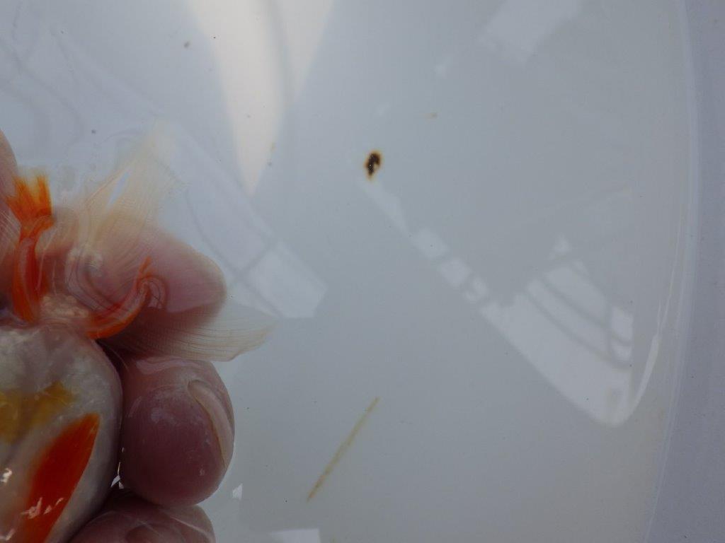 横見お勧め背のラインが綺麗ならんちゅう　明け二歳魚　 　約11ｃｍ　メス【管理魚】