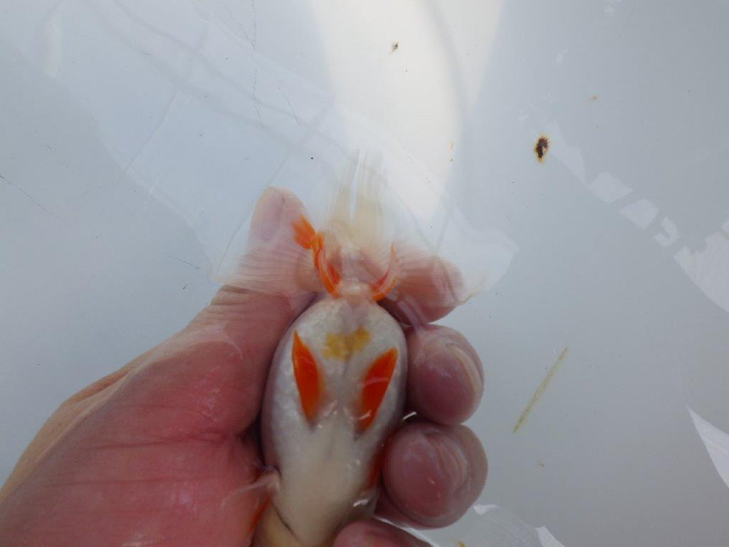 横見お勧め背のラインが綺麗ならんちゅう　明け二歳魚　 　約11ｃｍ　メス【管理魚】