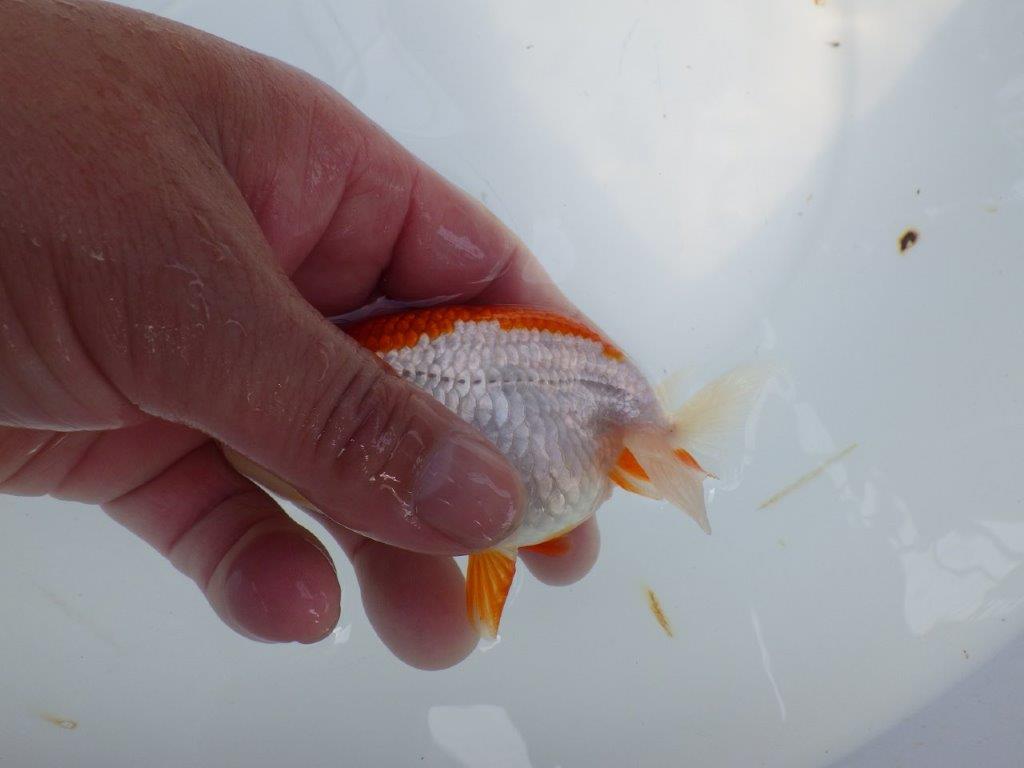 横見お勧め背のラインが綺麗ならんちゅう　明け二歳魚　 　約11ｃｍ　メス【管理魚】