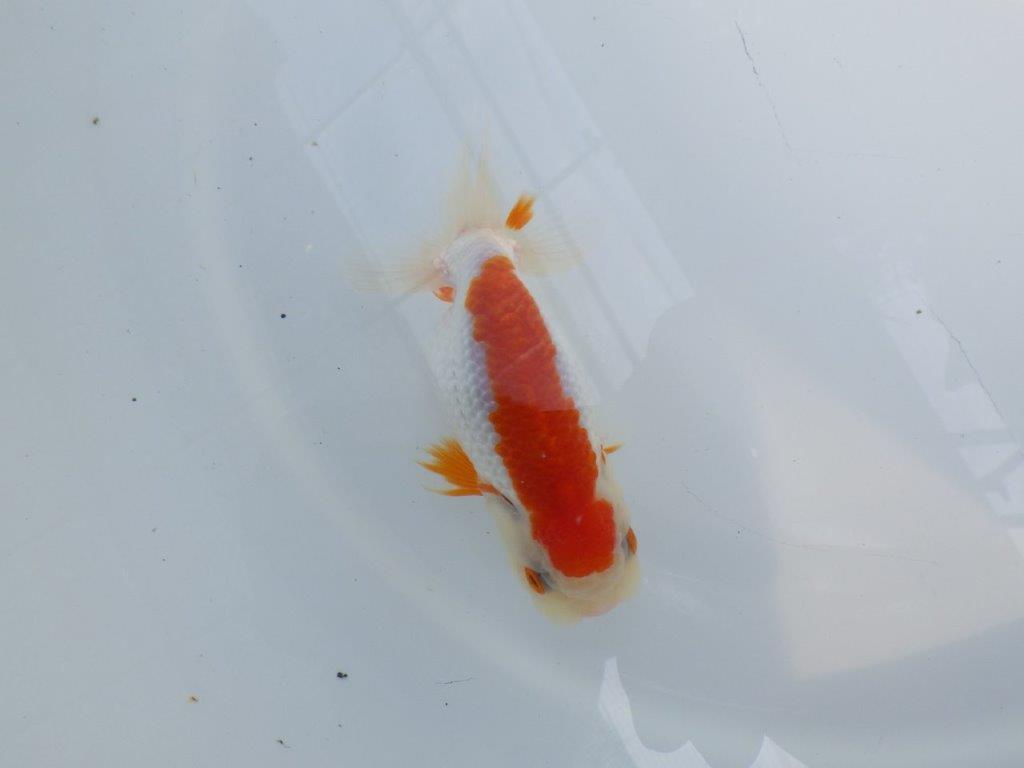 横見お勧め背のラインが綺麗ならんちゅう　明け二歳魚　 　約11ｃｍ　メス【管理魚】