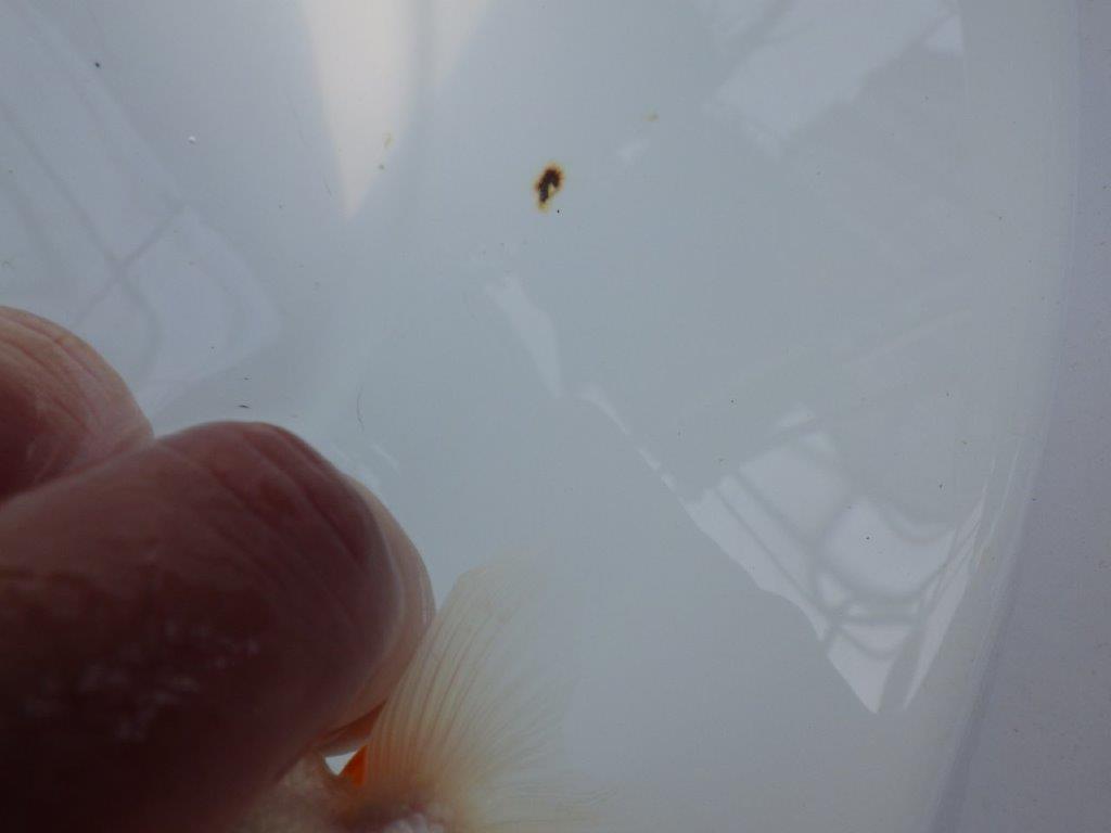 横見お勧め背のラインが綺麗ならんちゅう　明け二歳魚　 　約11ｃｍ　メス【管理魚】