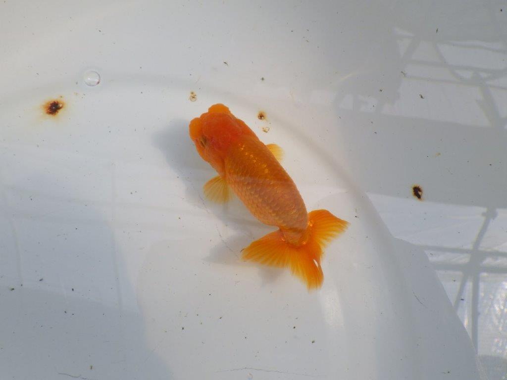 頭が良く雰囲気の良いらんちゅう　明け二歳魚　 　約11ｃｍ　オス【管理魚】の上身