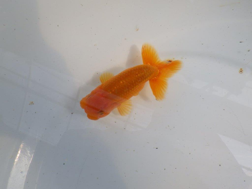 頭が良く雰囲気の良いらんちゅう　明け二歳魚　 　約11ｃｍ　オス【管理魚】