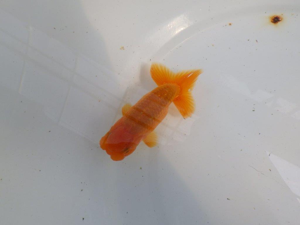 頭が良く雰囲気の良いらんちゅう　明け二歳魚　 　約11ｃｍ　オス【管理魚】