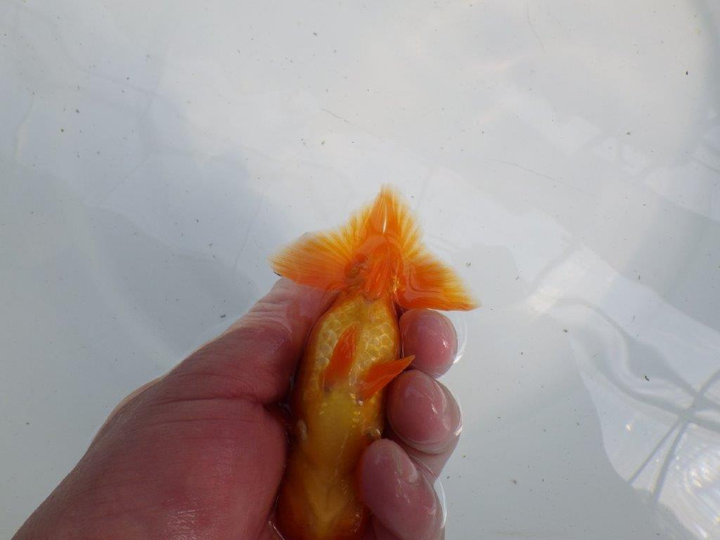 頭が良く雰囲気の良いらんちゅう　明け二歳魚　 　約11ｃｍ　オス【管理魚】