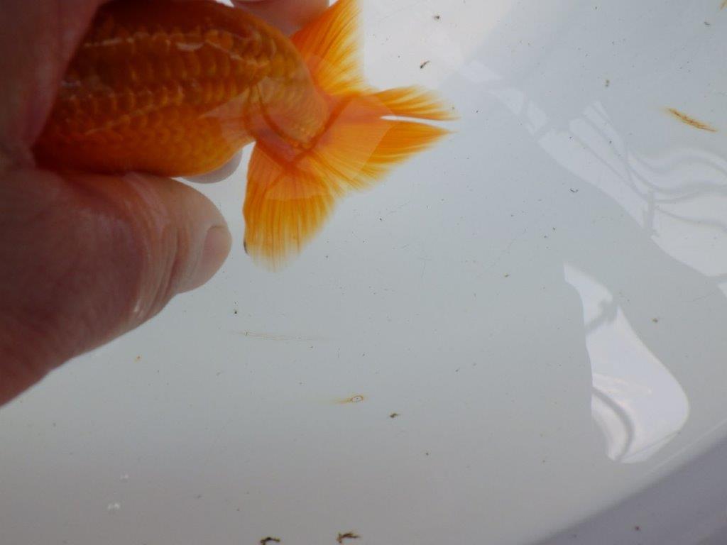 頭が良く雰囲気の良いらんちゅう　明け二歳魚　 　約11ｃｍ　オス【管理魚】