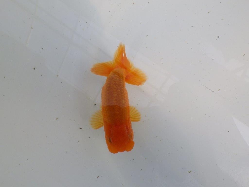頭が良く雰囲気の良いらんちゅう　明け二歳魚　 　約11ｃｍ　オス【管理魚】