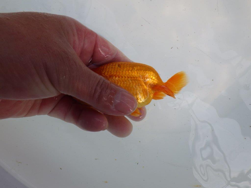 頭が良く雰囲気の良いらんちゅう　明け二歳魚　 　約11ｃｍ　オス【管理魚】