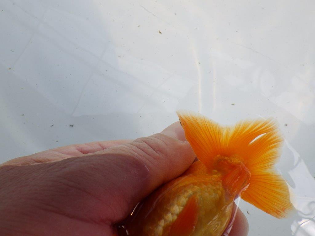 頭が良く雰囲気の良いらんちゅう　明け二歳魚　 　約11ｃｍ　オス【管理魚】