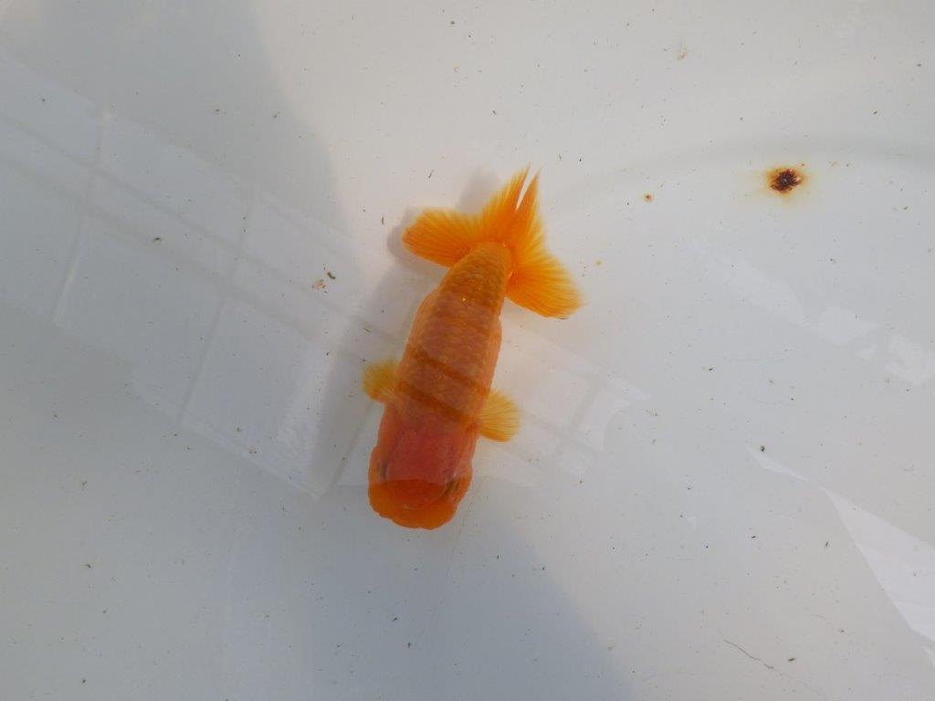 頭が良く雰囲気の良いらんちゅう　明け二歳魚　 　約11ｃｍ　オス【管理魚】