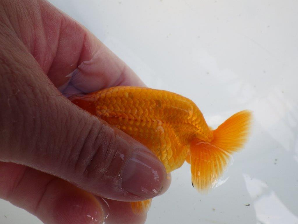 頭が良く雰囲気の良いらんちゅう　明け二歳魚　 　約11ｃｍ　オス【管理魚】