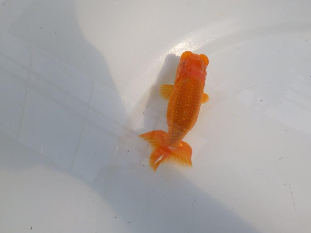 尾の雰囲気、頭が良く種にもお勧めのらんちゅう　明け二歳魚　 　約10ｃｍ　オス【管理魚】