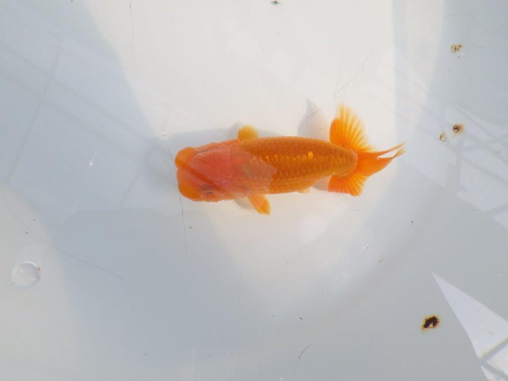 尾の雰囲気、頭が良く種にもお勧めのらんちゅう　明け二歳魚　 　約10ｃｍ　オス【管理魚】