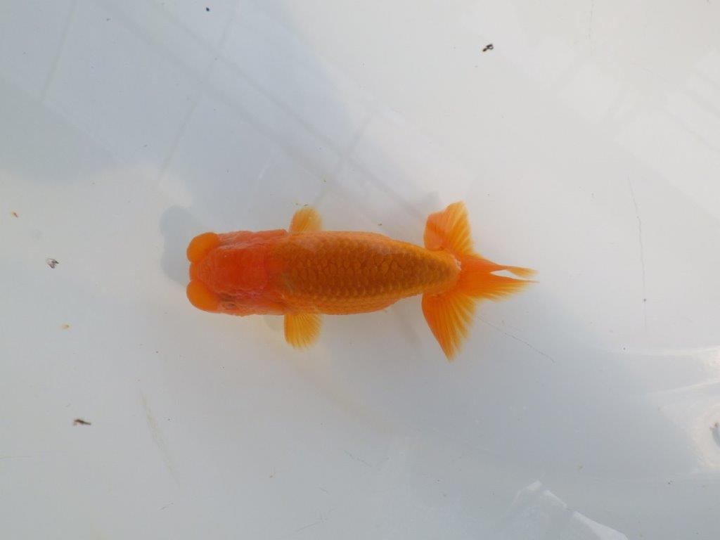 尾の雰囲気、頭が良く種にもお勧めのらんちゅう　明け二歳魚　 　約10ｃｍ　オス【管理魚】
