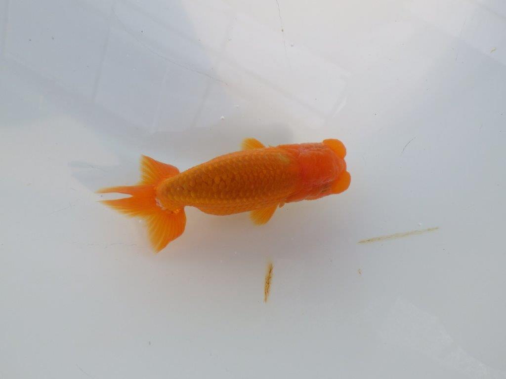 尾の雰囲気、頭が良く種にもお勧めのらんちゅう　明け二歳魚　 　約10ｃｍ　オス【管理魚】