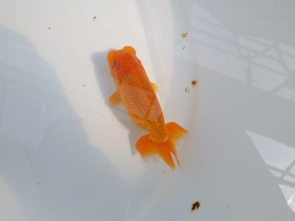 尾の雰囲気、頭が良く種にもお勧めのらんちゅう　明け二歳魚　 　約10ｃｍ　オス【管理魚】の上身