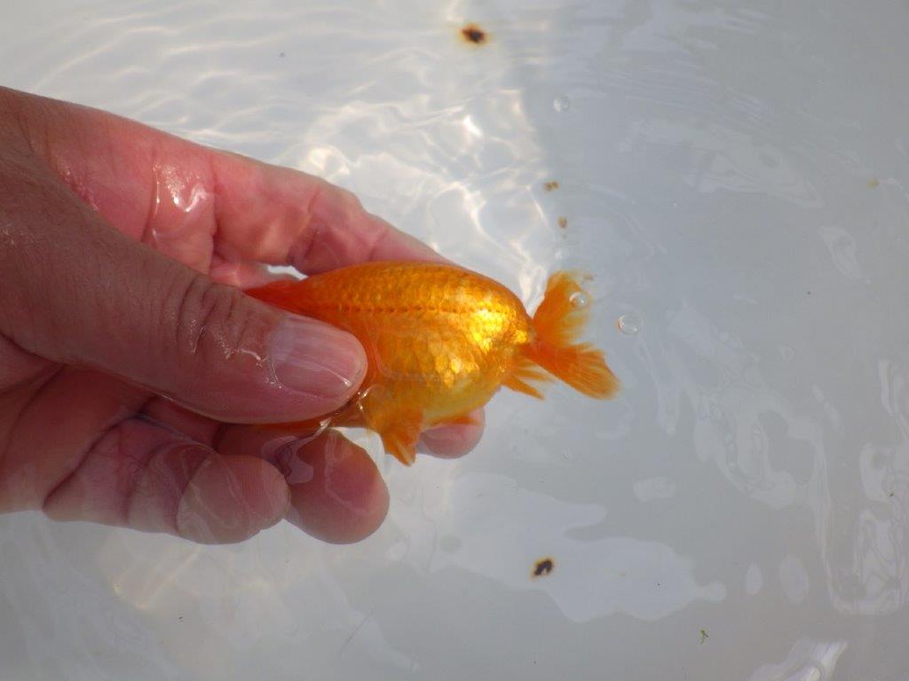 尾の雰囲気、頭が良く種にもお勧めのらんちゅう　明け二歳魚　 　約10ｃｍ　オス【管理魚】