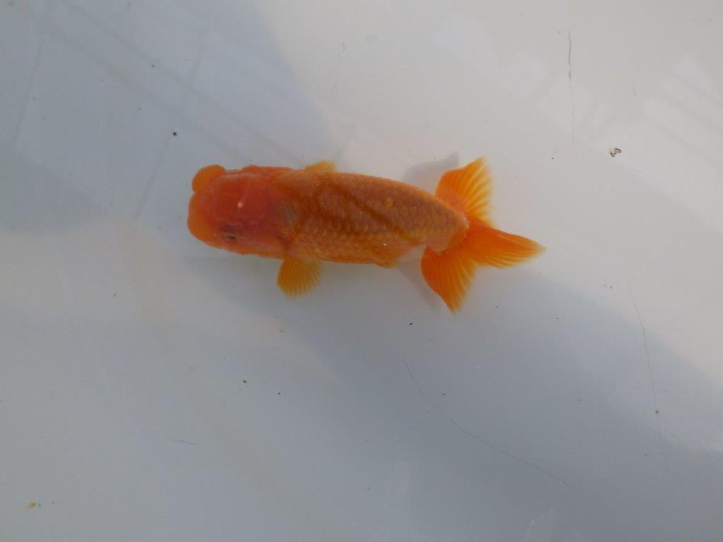 尾の雰囲気、頭が良く種にもお勧めのらんちゅう　明け二歳魚　 　約10ｃｍ　オス【管理魚】